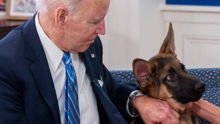 Le chien de Joe Biden, désormais considéré comme un « danger important » pour le personnel de la Maison Blanche, enregistre son 11e « incident de morsure »